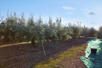 Olives harvest picking with net at Mediterranean in olive trees field