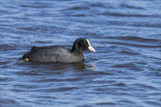 Coot swimming (Fulica atra) Close up Eurasian Coot