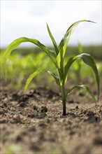 Young Green Corn Growing on the Field. Young Corn Plants