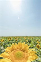 Sunflower, Field of blooming sunflowers