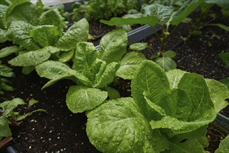 Urban homestead with lettuces after rain drops