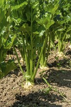 Row of Celery plant growing in the vegetable garden. Celery is a marshland plant in the family