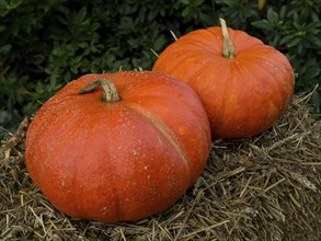 Two orange pumpkins on a hay bale surface, borken, münsterland, germany