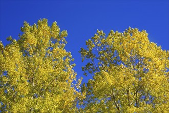 Yellow poplar tree leaves detail on blue sky background