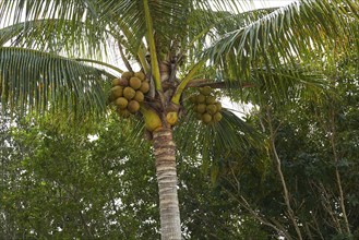 Florida Sanibel and Captiva island coconut palm trees in US