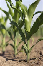 Young Green Corn Growing on the Field. Young Corn Plants