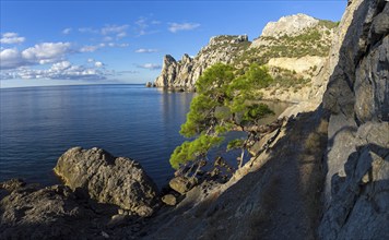 Relict pine from the remnants of the Golitsyn Trail leading from the Novyy Svet to the Royal beach.