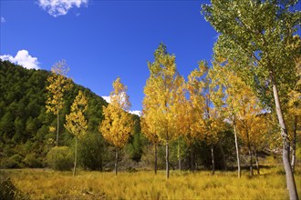 Autumn fall forest with yellow golden poplar trees outdoor nature and blue sky