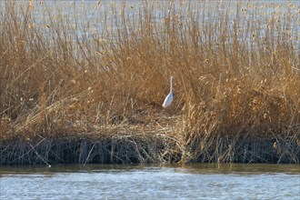 Great Egret standing in the reeds (Ardea alba)