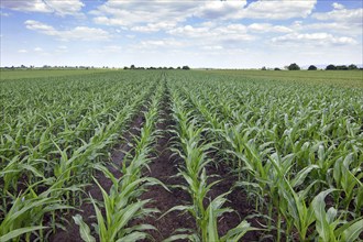 Young Green Corn Growing on the Field. Young Corn Plants