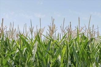 Green field of corn growing up in farmland