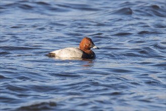 Common Pochard male swimming in the lake (Aythya ferina)