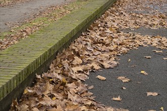 Dry autumn leaves accumulate along a mossy brick curb in a serene fall scene