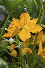 Zucchini flowers yellow in an orchard urban garden