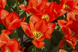 Tulips of the Albert Heyn species on a flowerbed