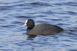 Coot swimming (Fulica atra) Close up Eurasian Coot