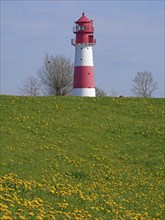 Dandelions galore: view of the Falshöft lighthouse in spring. Schleswig-Holstein, Germany, Europe