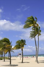 Fort Lauderdale Florida tropical beach with palm trees over blue sky