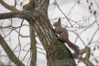 Red squirrel sitting on a tree, Autumn forest squirrel (Sciurus vulgaris)