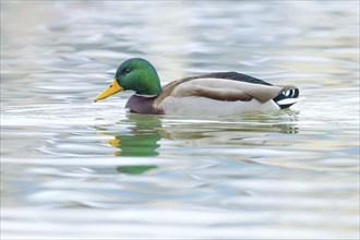 Wild duck, mallard male swimming (Anas platyrhynchos)