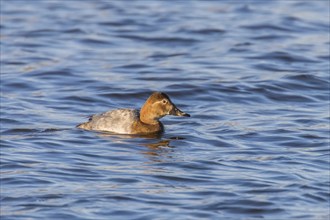 Common Pochard female swimming in the lake (Aythya ferina)