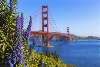 Golden Gate Bridge San Francisco purple flowers Echium candicans in California