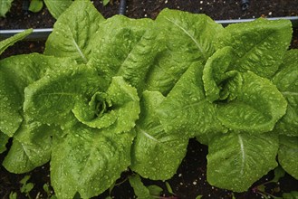 Urban homestead with lettuces after rain drops