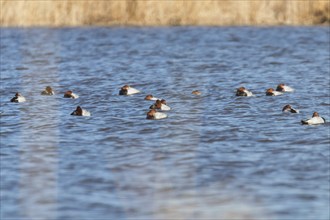 Common Pochard ducks swimming in the lake (Aythya ferina)