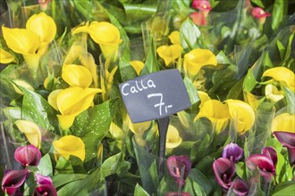 Calla (Zantedeschia), cut flowers with price tag at a flower market, Germany, Europe