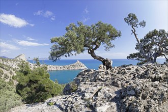 Two old curved relict tree-like juniper (Juniperus excelsa) . on a rock above the sea. Karaul-Oba,