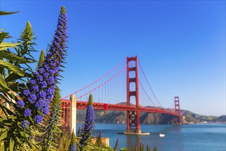 Golden Gate Bridge San Francisco purple flowers Echium candicans in California