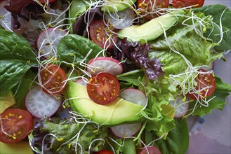 Avocado salad with sprouts tomatoes spinach and radish healthy food