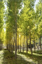 Autumn early fall forest with yellow poplar trees in a row