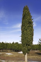 Big cypress in winter pine forest background