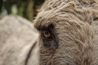 Burro, camino des Cingles (cami des Binis), Fornalutx, Mallorca, balearic islands, Spain, Europe