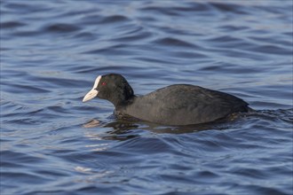 Coot swimming (Fulica atra) Close up Eurasian Coot