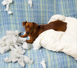 Naughty playful puppy dog after biting a pillow tired of hard work