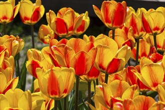 Tulipa of the Hotpants species on a flowerbed