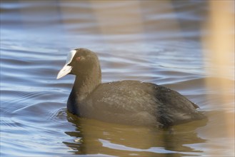 Coot swimming (Fulica atra) Close up Eurasian Coot