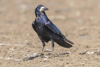 Rook on the field (Corvus frugilegus)