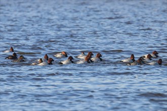 Common Pochard ducks swimming in the lake (Aythya ferina)