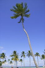 Fort Lauderdale Florida tropical beach with palm trees over blue sky