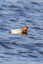 Common Pochard male swimming in the lake (Aythya ferina)