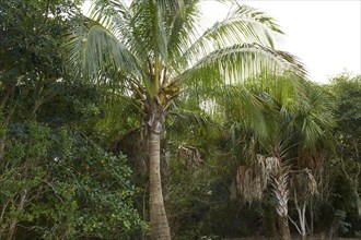 Florida Sanibel and Captiva island coconut palm trees in US