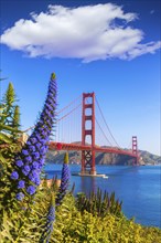 Golden Gate Bridge San Francisco purple flowers Echium candicans in California