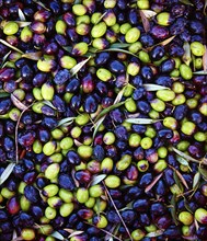 Olives texture in harvest at Mediterranean Spain