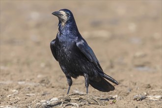 Rook on the field (Corvus frugilegus)