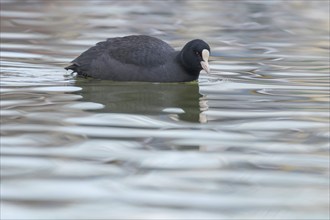 Coot swimming (Fulica atra) Close up Eurasian Coot