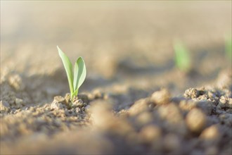 Green cereal sprout. Growing Young Green Corn Seedling