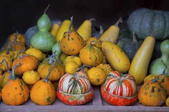 Autumn pumpkin collection as halloween background vegetables